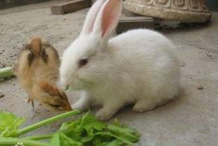 兔子日常爆料视频下载安装,揭秘兔子安装与使用攻略 第3张 兔子日常爆料视频下载安装,揭秘兔子安装与使用攻略 第3张